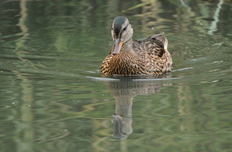 Harmaasorsa, Gadwall (Anas strepera)