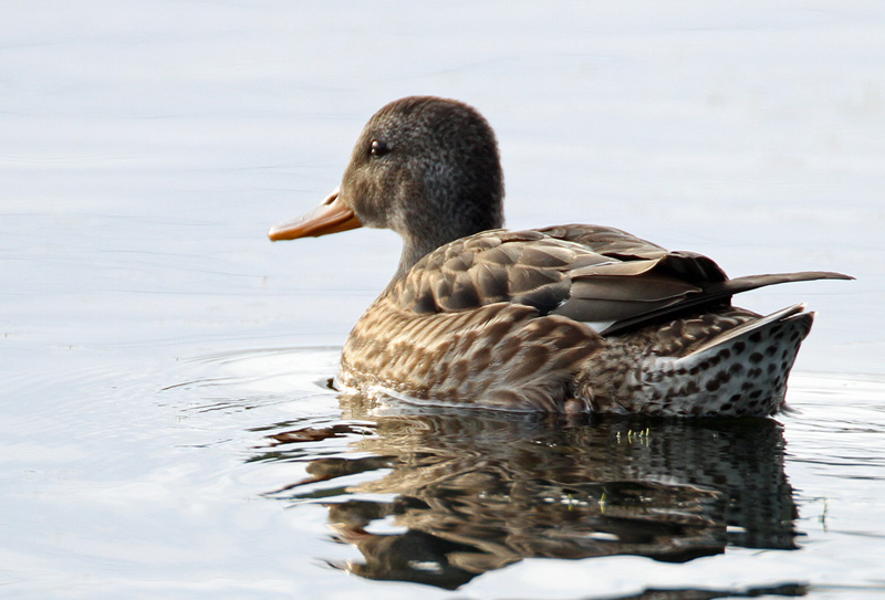 Harmaasorsa, Gadwall (Anas strepera)