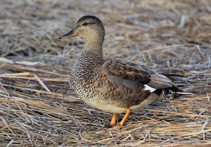 Harmaasorsa, Gadwall (Anas strepera)