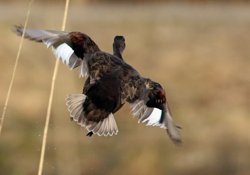 Harmaasorsa, Gadwall (Anas strepera)
