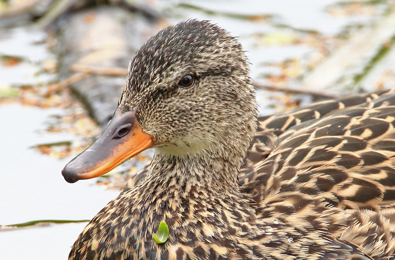 Harmaasorsa, Gadwall (Anas strepera)