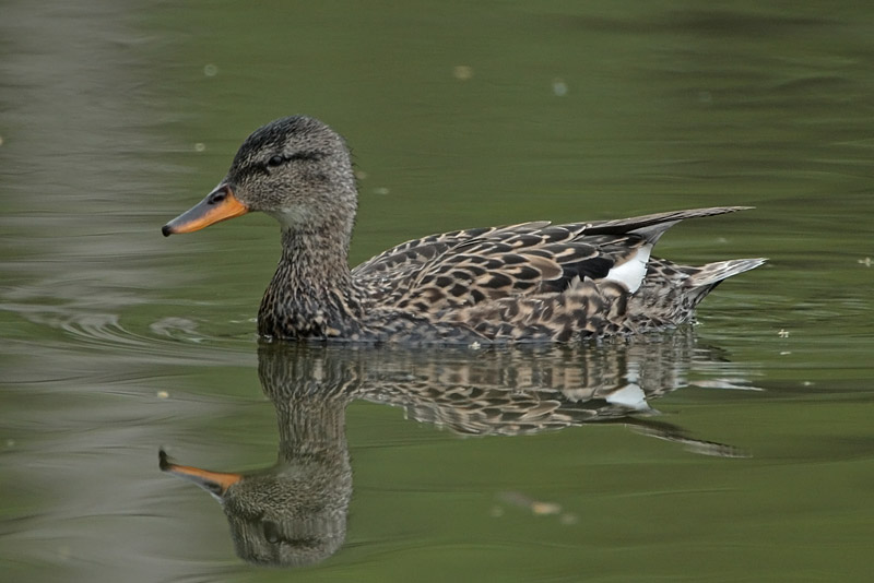 Harmaasorsa, Gadwall (Anas strepera)