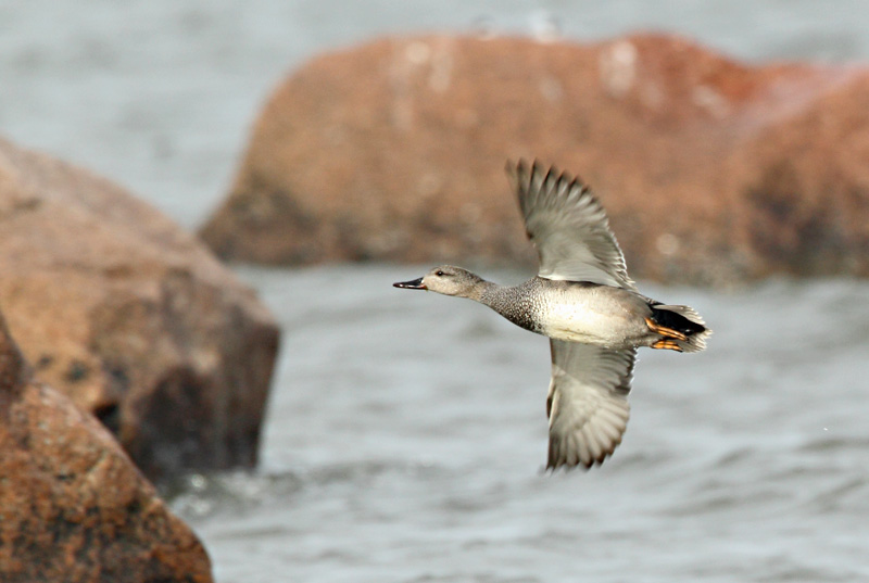 Harmaasorsa, Gadwall (Anas strepera)