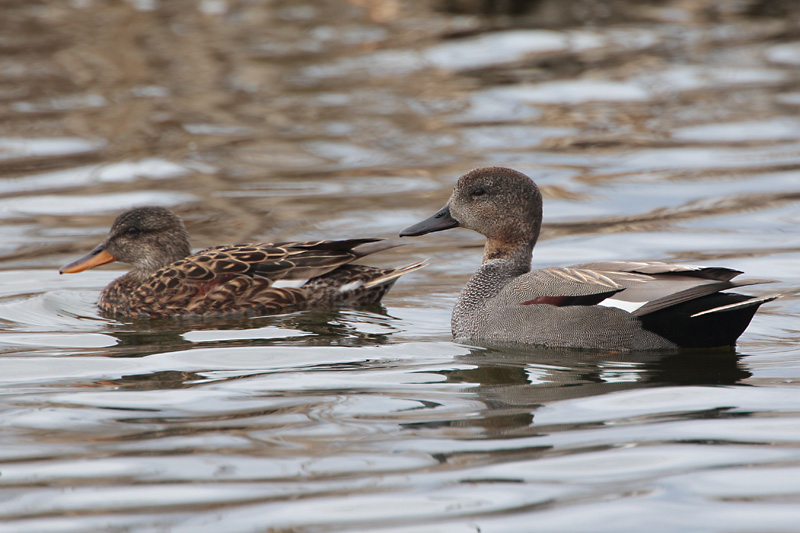 Harmaasorsa, Gadwall (Anas strepera)