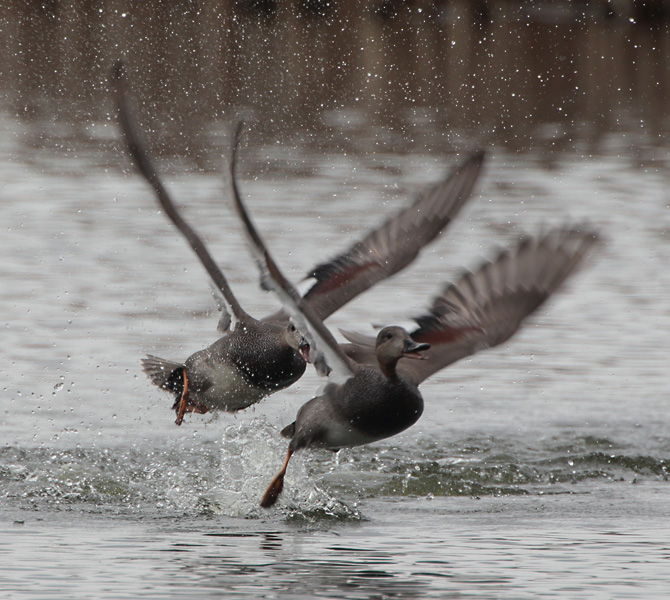 Harmaasorsa, Gadwall (Anas strepera)