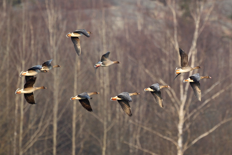 Lyhytnokkahanhi Pink-footed Goose (Anser brachyrhynchos)