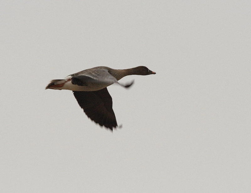 Mets�hanhi Bean Goose (Anser fabalis)