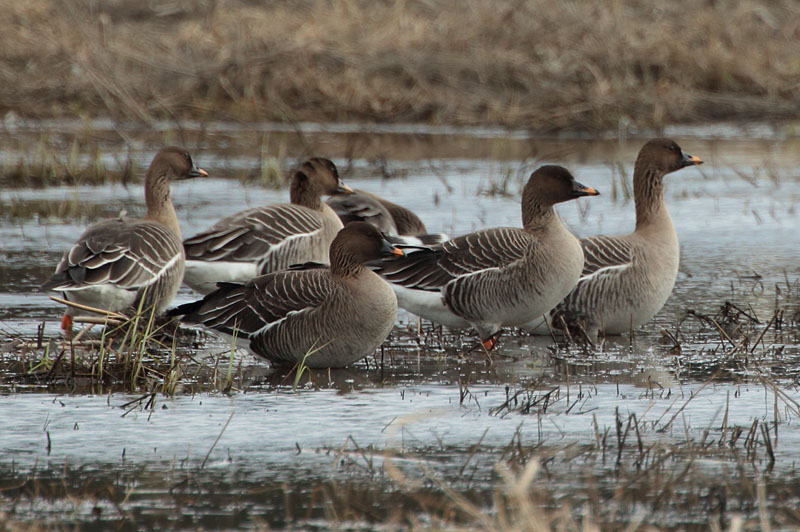 Mets�hanhi Bean Goose (Anser fabalis)