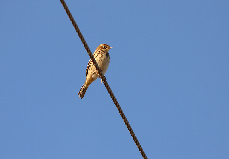 Lapinkirvinen Anthus cervinus