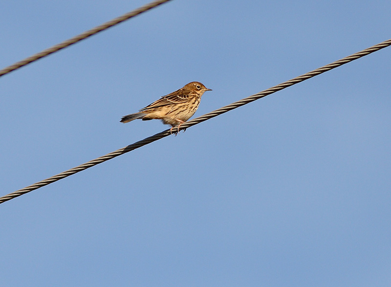 Lapinkirvinen Anthus cervinus