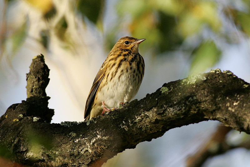 Mets�kirvinen Anthus trivialis