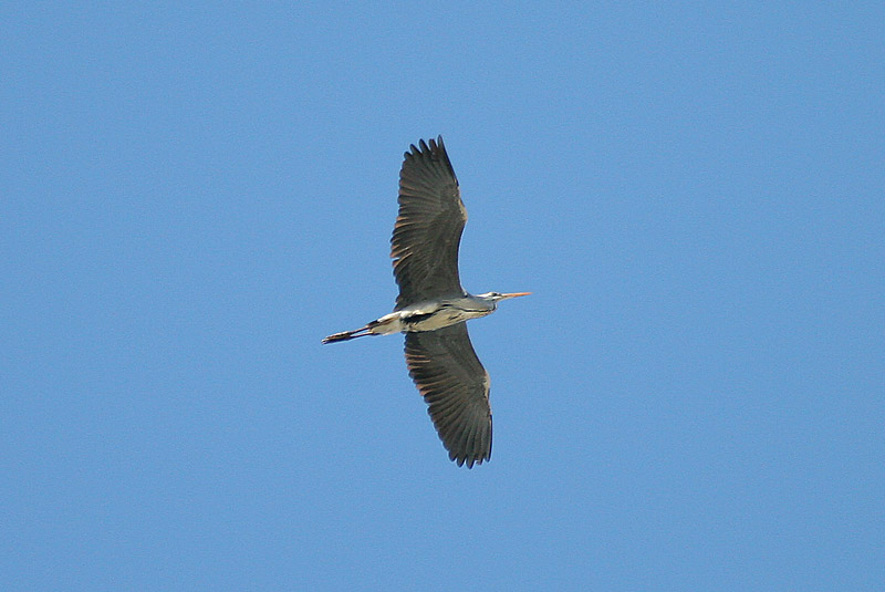 Harmaahaikara, Grey Heron (Ardea cinerea)