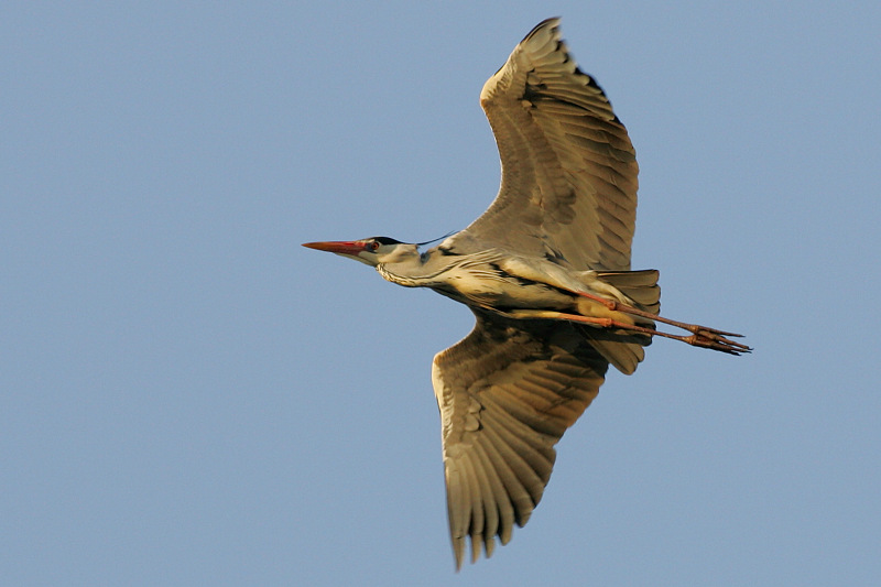 Harmaahaikara, Grey Heron (Ardea cinerea)