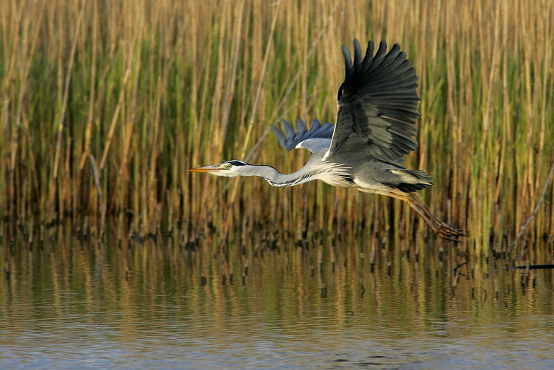 Harmaahaikara, Grey Heron (Ardea cinerea)