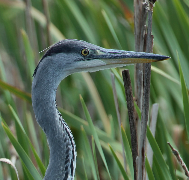 Harmaahaikara, Grey Heron (Ardea cinerea)
