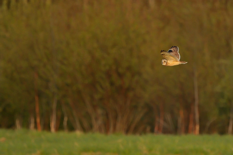 Suop�ll�, Short-eared Owl (Asio flammeus)