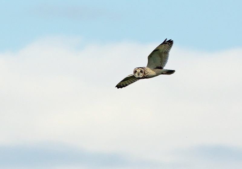 Suop�ll�, Short-eared Owl (Asio flammeus)