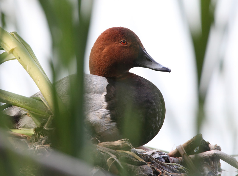 Punasotka, Pochard (Aythya ferina)