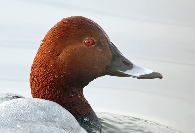 Punasotka, Pochard (Aythya ferina)