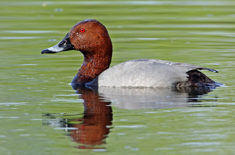 Punasotka, Pochard (Aythya ferina)