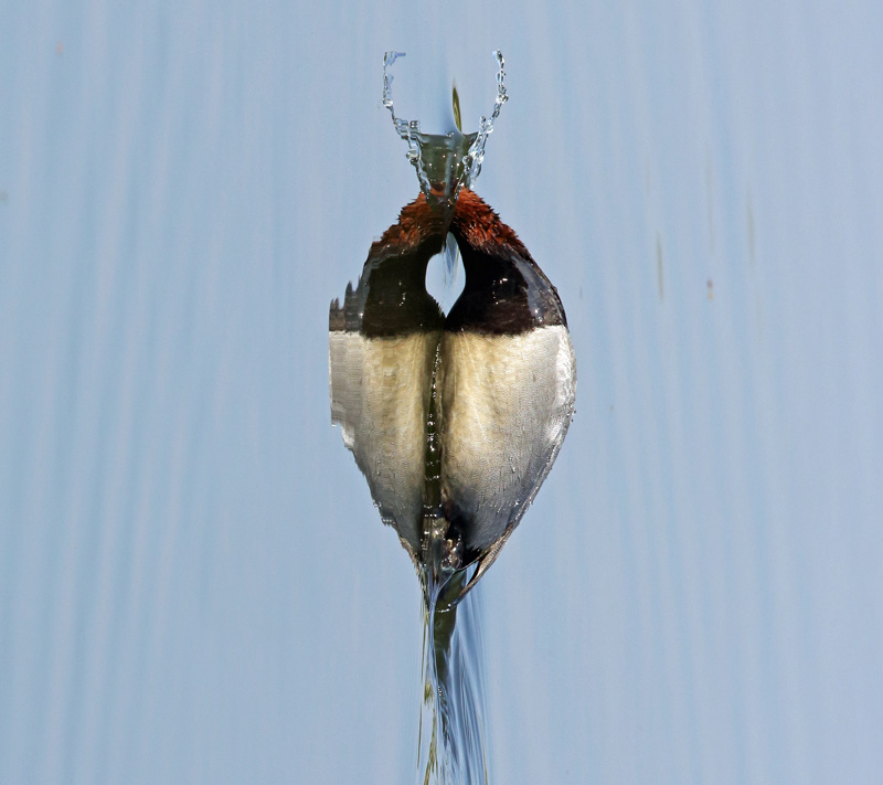Punasotka, Pochard (Aythya ferina)