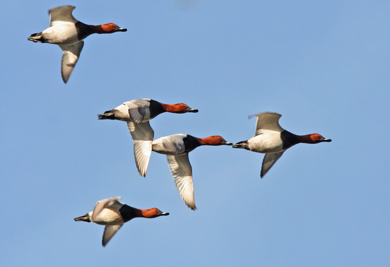 Punasotka, Pochard (Aythya ferina)