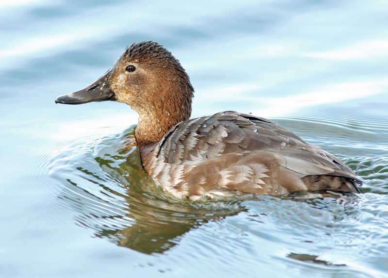 Punasotka, Pochard (Aythya ferina)