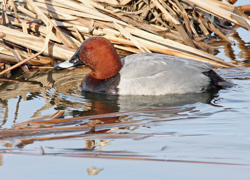 Punasotka, Pochard (Aythya ferina)