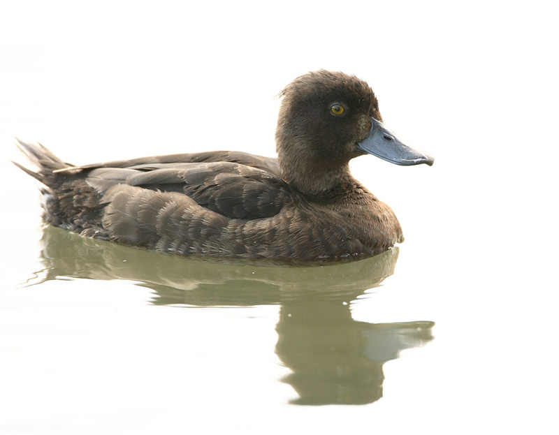 Tukkasotka Tufted Duck (Aythya fuligula)
