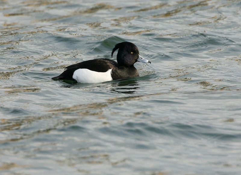 Tukkasotka Tufted Duck (Aythya fuligula)