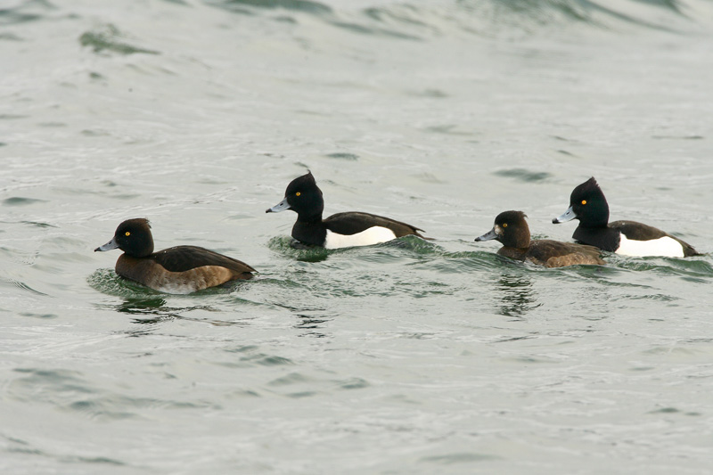 Tukkasotka Tufted Duck (Aythya fuligula)