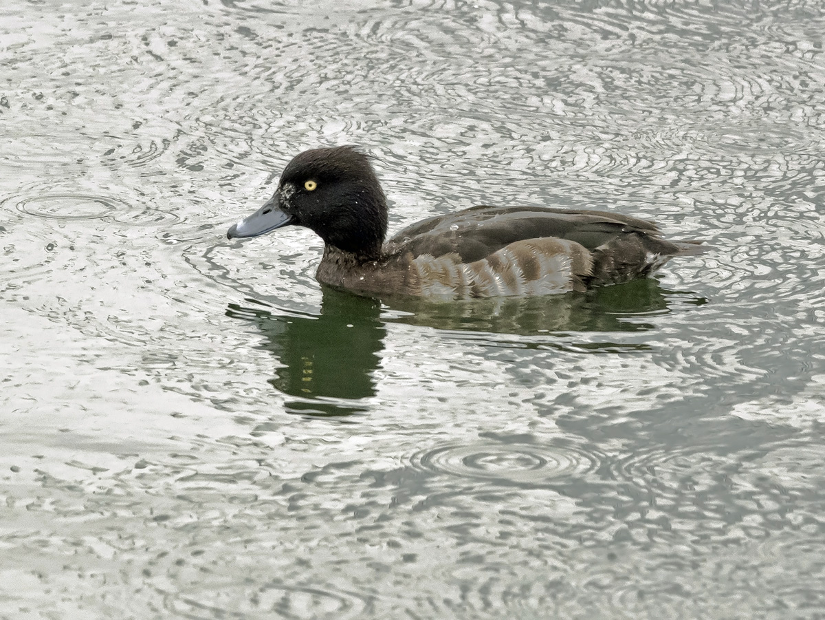 Tukkasotka Tufted Duck (Aythya fuligula)