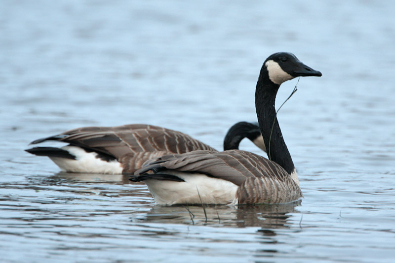 Kanadanhanhi Branta canadensis