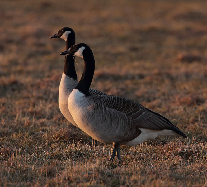 Kanadanhanhi Branta canadensis