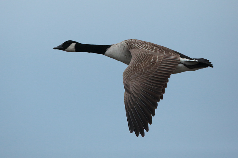 Kanadanhanhi Branta canadensis