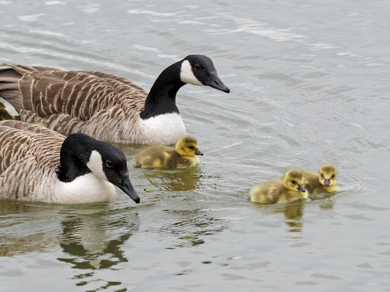 Kanadanhanhi Branta canadensis