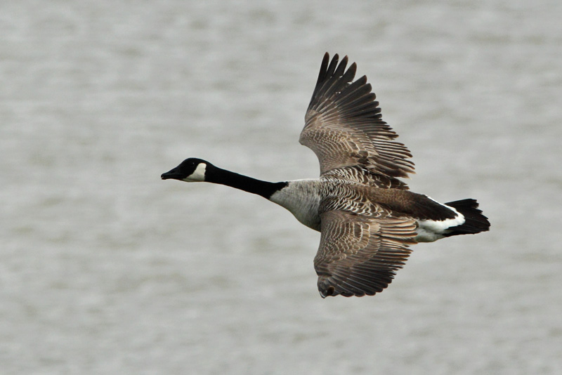 Kanadanhanhi Branta canadensis