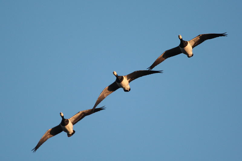 Valkoposkihanhi, Barnacle Goose (Branta leucopsis)