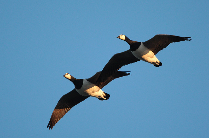 Valkoposkihanhi, Barnacle Goose (Branta leucopsis)