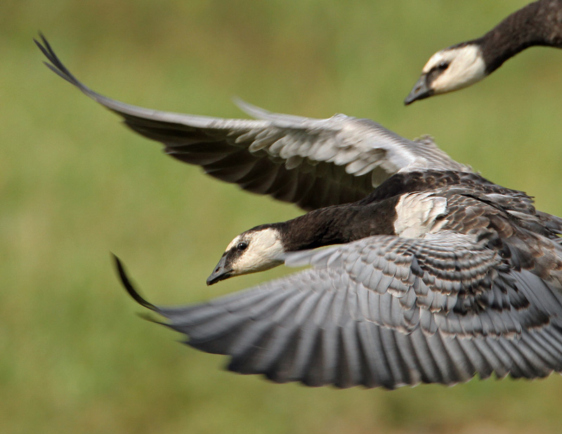 Valkoposkihanhi, Barnacle Goose (Branta leucopsis)