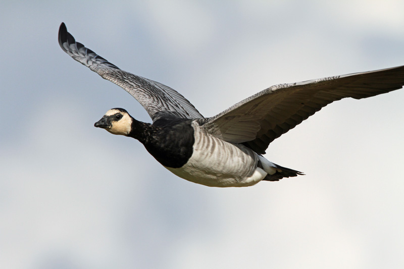 Valkoposkihanhi, Barnacle Goose (Branta leucopsis)