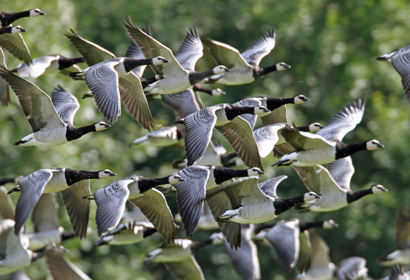Valkoposkihanhi, Barnacle Goose (Branta leucopsis)