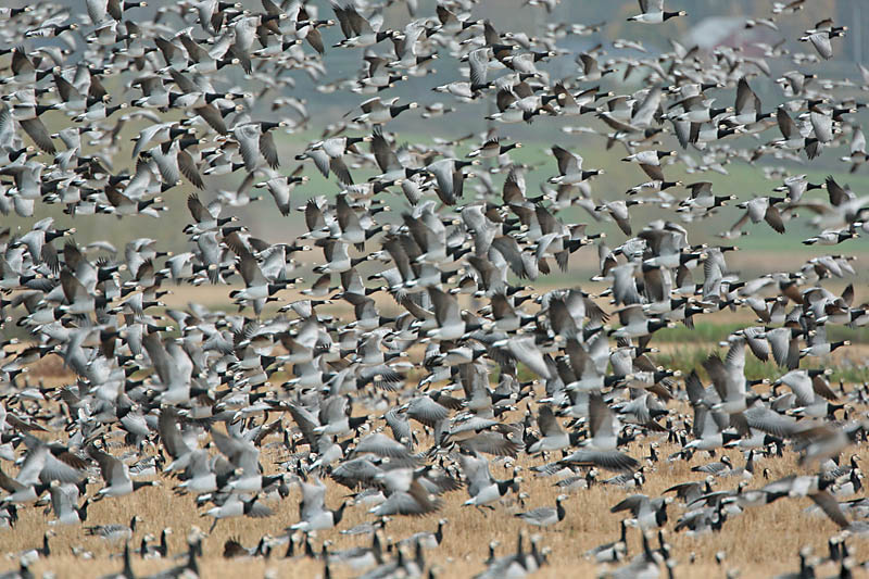 Valkoposkihanhi, Barnacle Goose (Branta leucopsis)
