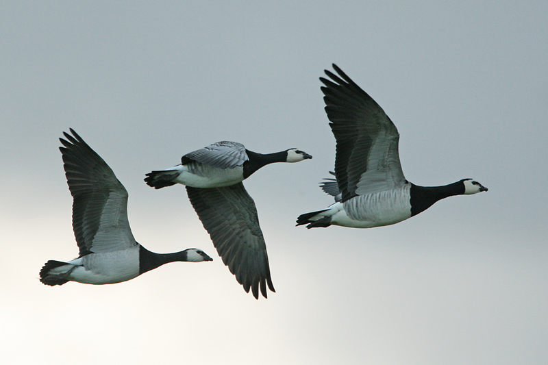 Valkoposkihanhi, Barnacle Goose (Branta leucopsis)