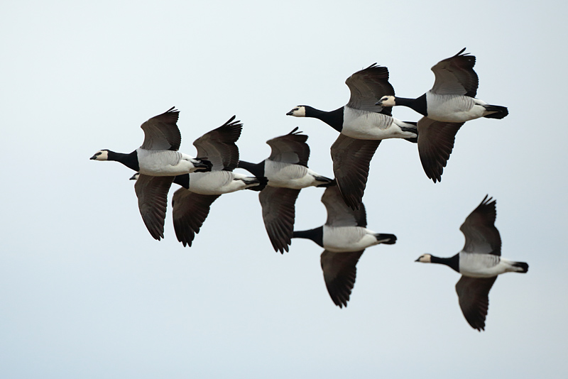 Valkoposkihanhi, Barnacle Goose (Branta leucopsis)