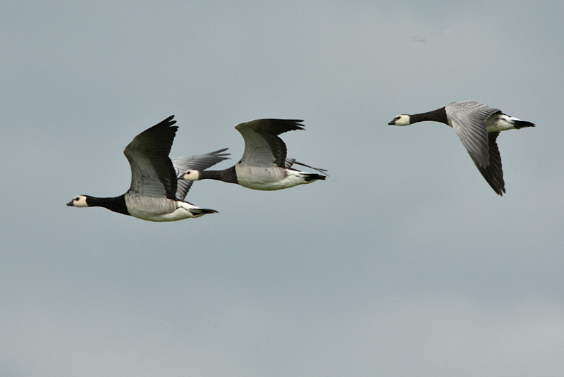 Valkoposkihanhi, Barnacle Goose (Branta leucopsis)