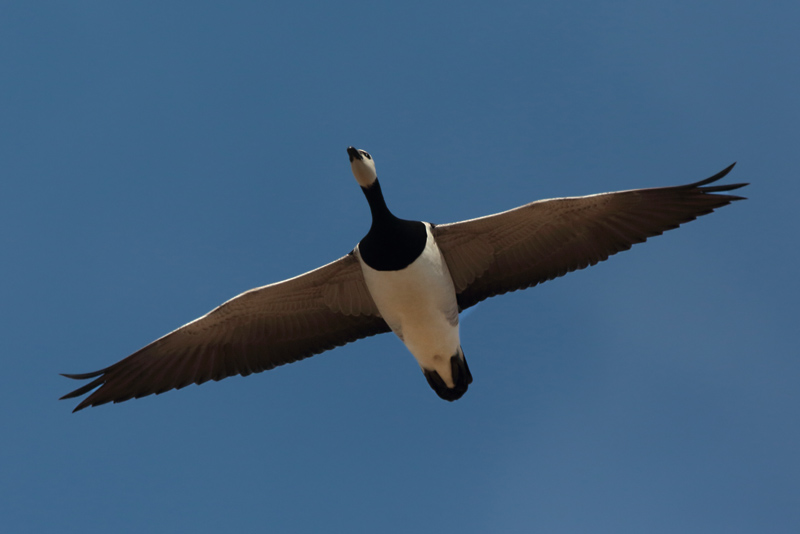 Valkoposkihanhi, Barnacle Goose (Branta leucopsis)