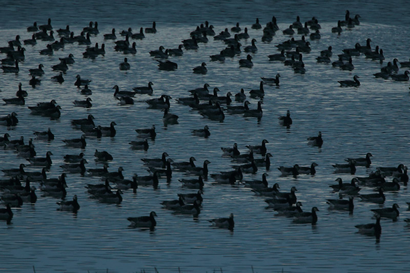 Valkoposkihanhi, Barnacle Goose (Branta leucopsis)