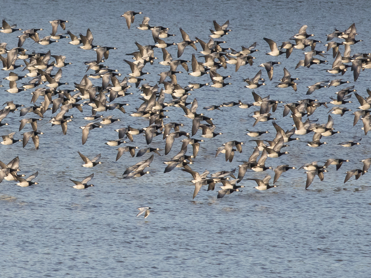 Valkoposkihanhi, Barnacle Goose (Branta leucopsis)