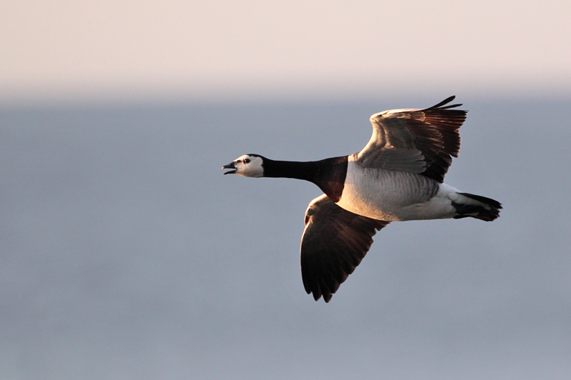 Valkoposkihanhi, Barnacle Goose (Branta leucopsis)